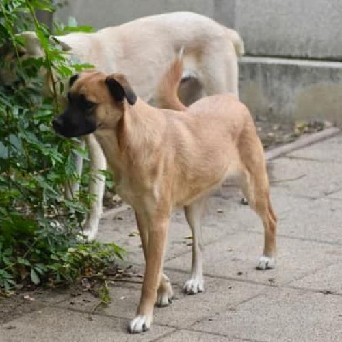 #BE2412805 - Chien à adopter #BE2412805 - Chien à adopter