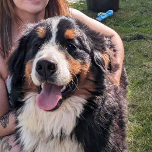 #BE2512817 - Chiens à adopter à Oupeye