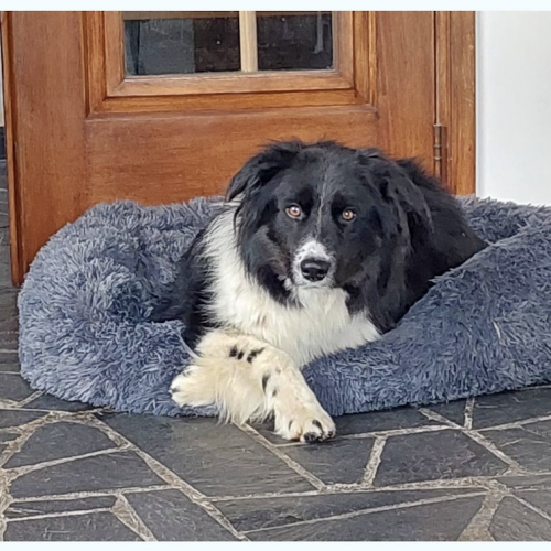 #BE2512825 - Chien à Adopter à Maurage #BE2512825 - Chien à Adopter à Maurage
