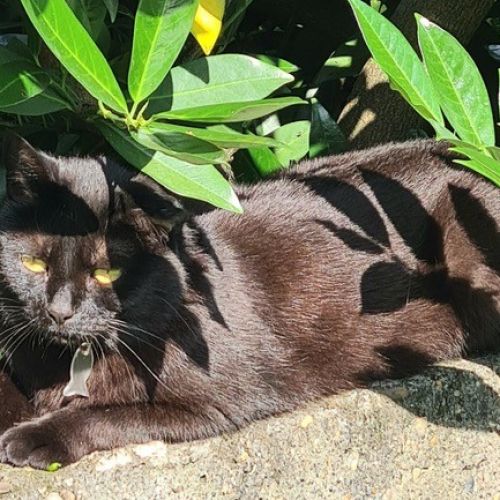 #BE2512832 - Chat à adopter à Liège #BE2512832 - Chat à adopter à Liège