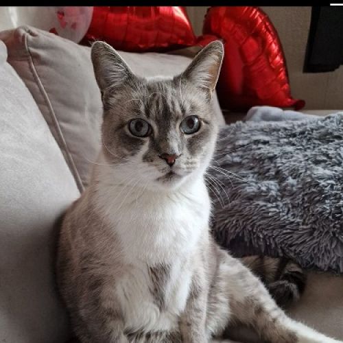 #BE2512836 - Chat perdu