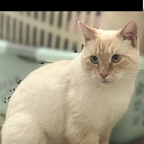 #BE2512844 - Chat perdu à Honnelles #BE2512844 - Chat perdu à Honnelles