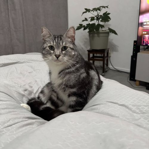 #BE2512848 - Chat perdu à Seneffe #BE2512848 - Chat perdu à Seneffe