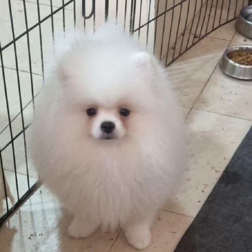 #BE2512851 - Chien à vendre à Herstal #BE2512851 - Chien à vendre à Herstal