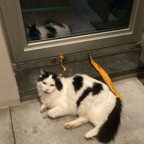 #BE2512855 - Chat perdu - Ixelles - AnimalWeb Belgique