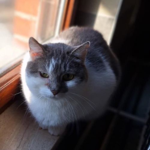 #BE2512859 - Chat à adopter à Flémalle #BE2512859 - Chat à adopter à Flémalle