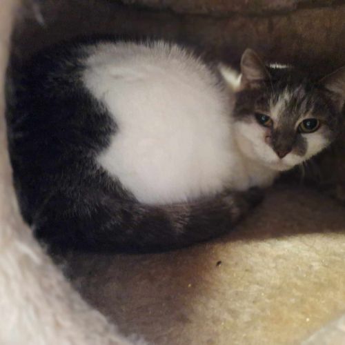 #BE2512859 - Chat à adopter - Flemalle - AnimalWeb Belgique #BE2512859 - Chat à adopter - Flemalle - AnimalWeb Belgique