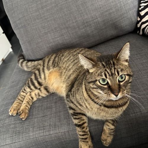 #BE2512876 - Chat perdu - Glain - AnimalWeb Belgique #BE2512876 - Chat perdu - Glain - AnimalWeb Belgique