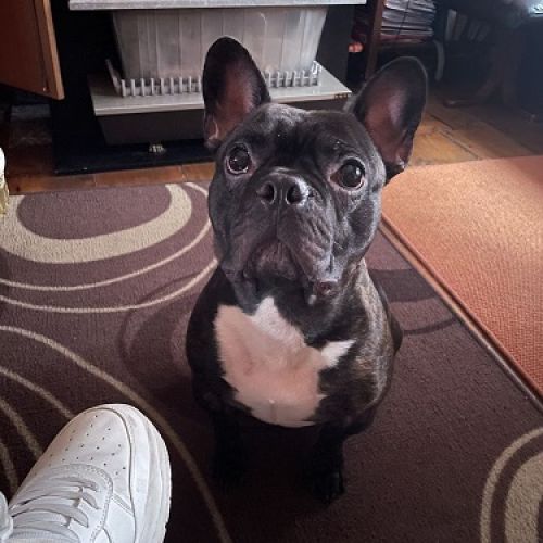 #BE2512877 - Chien à Adopter à Liège