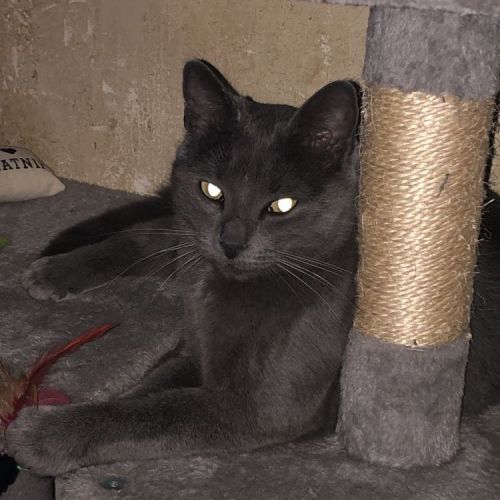 #BE2512878 - Chat perdu - Saint-Vaast - AnimalWeb Belgique #BE2512878 - Chat perdu - Saint-Vaast - AnimalWeb Belgique