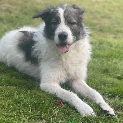 #BE2512880 - Chien à Adopter à Anvers #BE2512880 - Chien à Adopter à Anvers