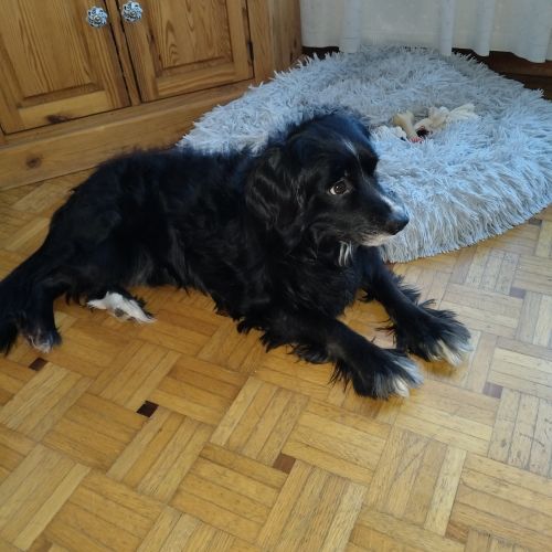 #BE2512883 - Chien à adopter - Ganshoren - AnimalWeb Belgique #BE2512883 - Chien à adopter - Ganshoren - AnimalWeb Belgique