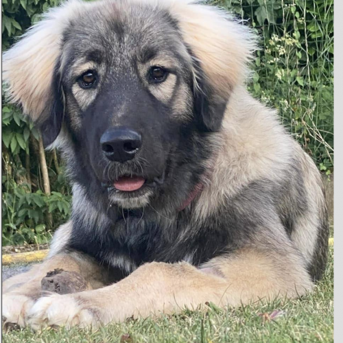 #BE2512887 - Chien à adopter - Maurage - AnimalWeb Belgique #BE2512887 - Chien à adopter - Maurage - AnimalWeb Belgique