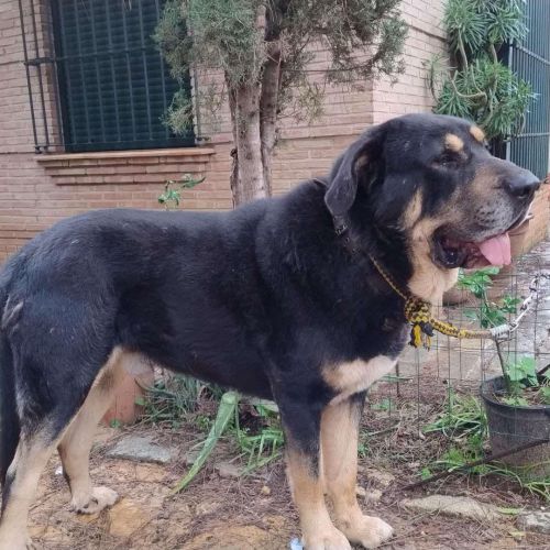 #BE2512888 - Chien à adopter - Maurage - AnimalWeb Belgique #BE2512888 - Chien à adopter - Maurage - AnimalWeb Belgique