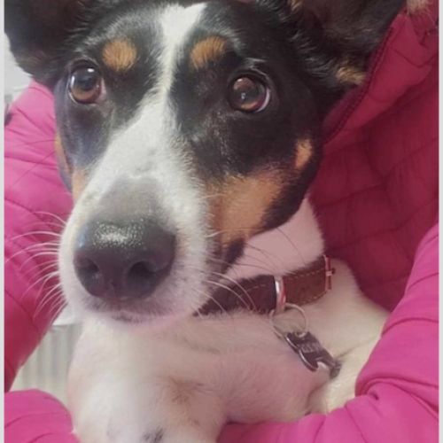 #BE2512892 - Chien à adopter - Maurage - AnimalWeb Belgique #BE2512892 - Chien à adopter - Maurage - AnimalWeb Belgique