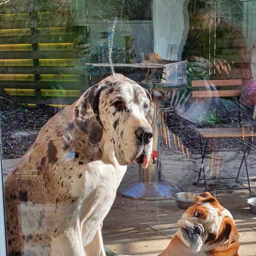 #BE2512893 - Chien à adopter - Maurage - AnimalWeb Belgique #BE2512893 - Chien à adopter - Maurage - AnimalWeb Belgique