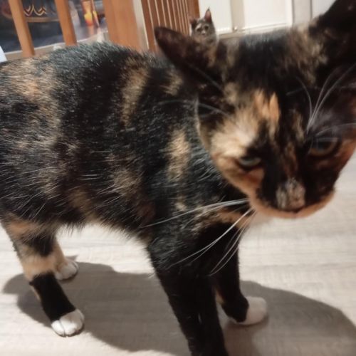#BE2512896 - Chat à adopter - Maurage - AnimalWeb Belgique #BE2512896 - Chat à adopter - Maurage - AnimalWeb Belgique