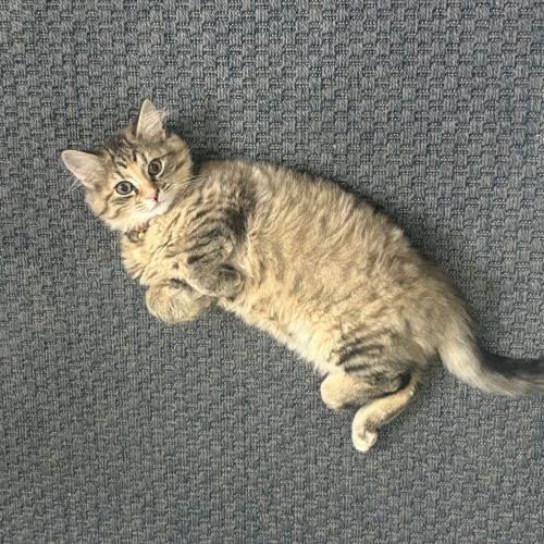 #BE2512899 - Chat perdu - Charleroi - AnimalWeb Belgique #BE2512899 - Chat perdu - Charleroi - AnimalWeb Belgique