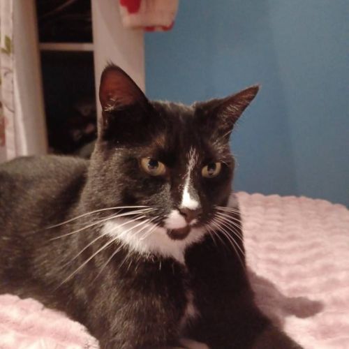 #BE2512920 - Chat perdu à Pont-à-Celles