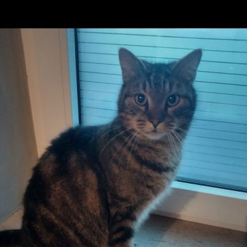 #BE2512931 - Simba - Chat perdu - Ouffet - AnimalWeb Belgique #BE2512931 - Simba - Chat perdu - Ouffet - AnimalWeb Belgique