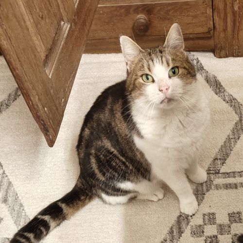 #BE2512933 - Mochi - Chat perdu - Othee - AnimalWeb Belgique #BE2512933 - Mochi - Chat perdu - Othee - AnimalWeb Belgique