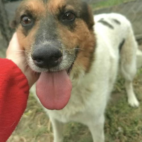#BE2512936 - Madonna - Chien à adopter - Chiny - AnimalWeb Belgique #BE2512936 - Madonna - Chien à adopter - Chiny - AnimalWeb Belgique