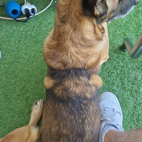 #BE2512942 - Jerry - Chien à adopter - Enghien - AnimalWeb Belgique #BE2512942 - Jerry - Chien à adopter - Enghien - AnimalWeb Belgique