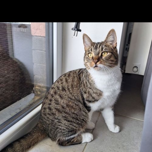 #BE2512943 - Furie - Chat perdu - Mont-Saint-Guibert - AnimalWeb Belgi #BE2512943 - Furie - Chat perdu - Mont-Saint-Guibert - AnimalWeb Belgi