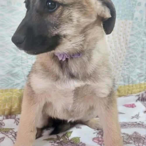 #BE2512946 - Suzy - Chien à adopter - Neufchâteau - AnimalWeb Belgique #BE2512946 - Suzy - Chien à adopter - Neufchâteau - AnimalWeb Belgique