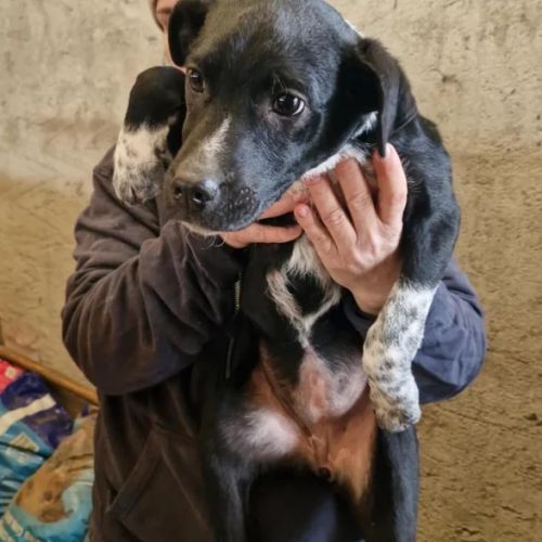 #BE2512949 - Ariel - Chien à adopter - Neufchâteau - AnimalWeb Belgiqu #BE2512949 - Ariel - Chien à adopter - Neufchâteau - AnimalWeb Belgiqu
