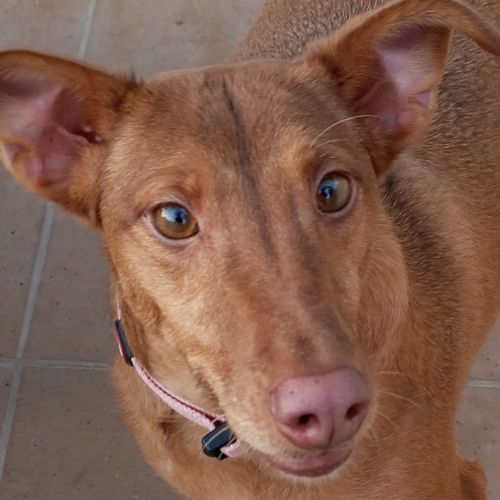 #BE2512963 - Chien à Adopter à Etterbeek #BE2512963 - Chien à Adopter à Etterbeek