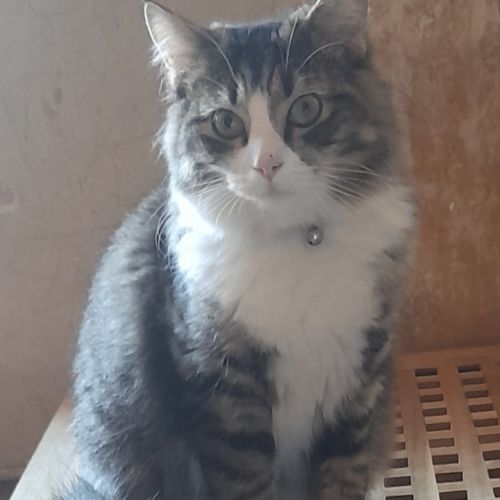 #BE2512964 - Pikachu - Chat perdu - Jemeppe-Sur-Meuse - AnimalWeb Belg #BE2512964 - Pikachu - Chat perdu - Jemeppe-Sur-Meuse - AnimalWeb Belg