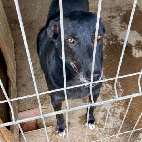 #BE2512977 - Lila - Chien à adopter à Neufchâteau - AnimalWeb Belgique #BE2512977 - Lila - Chien à adopter à Neufchâteau - AnimalWeb Belgique