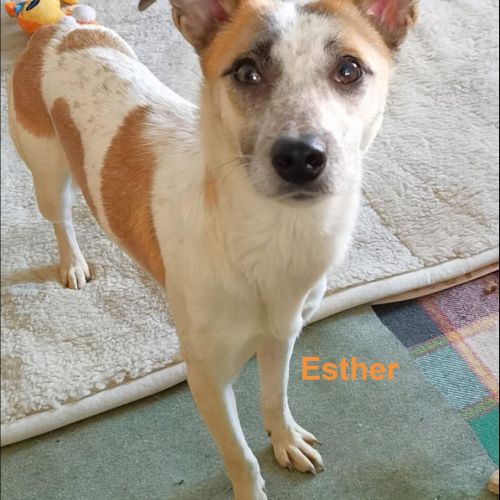 #BE2512981 - Esther - Chien à adopter à Chaudfontaine - AnimalWeb Belg #BE2512981 - Esther - Chien à adopter à Chaudfontaine - AnimalWeb Belg