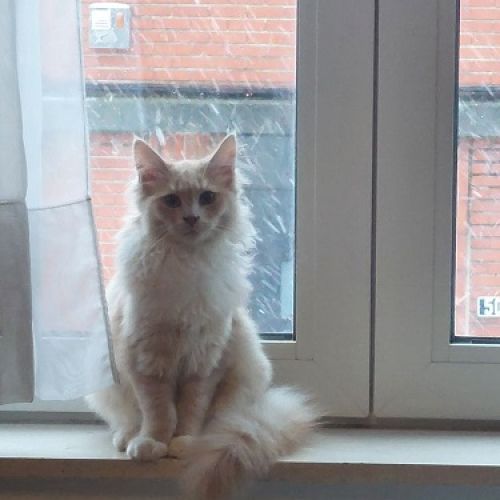 #BE2512983 - Pirate- Chat perdu à Liège - AnimalWeb Belgique