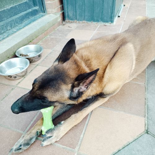 #BE2512987 - Sultan - Chien à adopter à Braine-l'Alleud - AnimalWeb Be