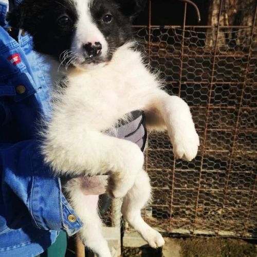 #BE2512988 - Tally - Chien à adopter à Neufchâteau - AnimalWeb Belgiqu #BE2512988 - Tally - Chien à adopter à Neufchâteau - AnimalWeb Belgiqu