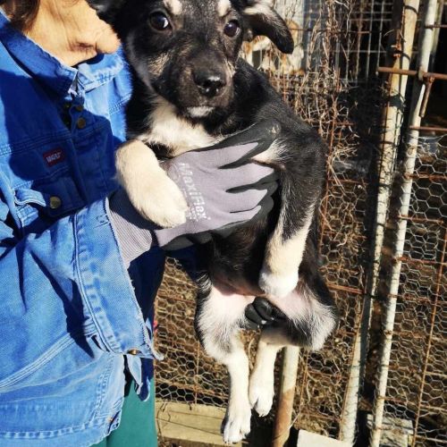 #BE2512989 - Toupie - Chien à adopter à Neufchâteau - AnimalWeb Belgiq #BE2512989 - Toupie - Chien à adopter à Neufchâteau - AnimalWeb Belgiq