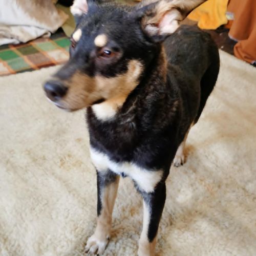 #BE2512991 - Alice - Chien à adopter - AnimalWeb Belgique #BE2512991 - Alice - Chien à adopter - AnimalWeb Belgique