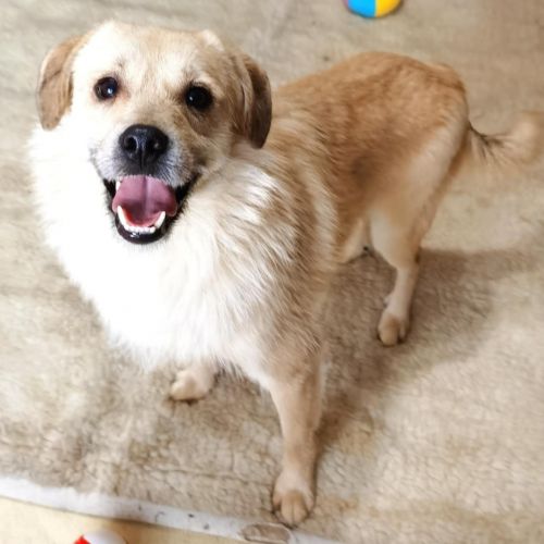 #BE2512992 - Junior - Chien à adopter - AnimalWeb Belgique #BE2512992 - Junior - Chien à adopter - AnimalWeb Belgique