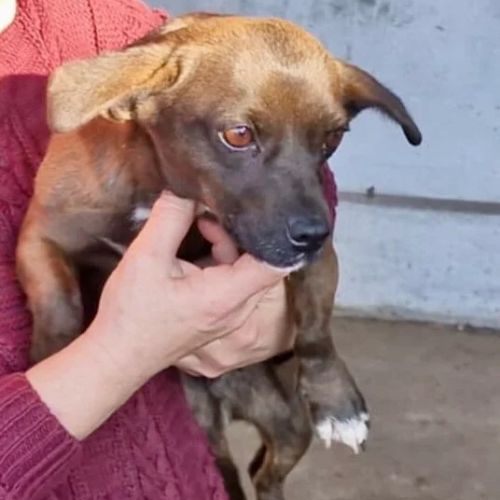 #BE2512996 - Anya - Chien à adopter à Neufchâteau - AnimalWeb Belgique #BE2512996 - Anya - Chien à adopter à Neufchâteau - AnimalWeb Belgique