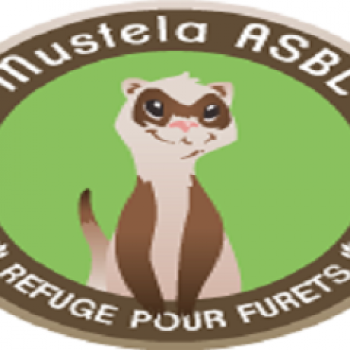 Mustela Mustela