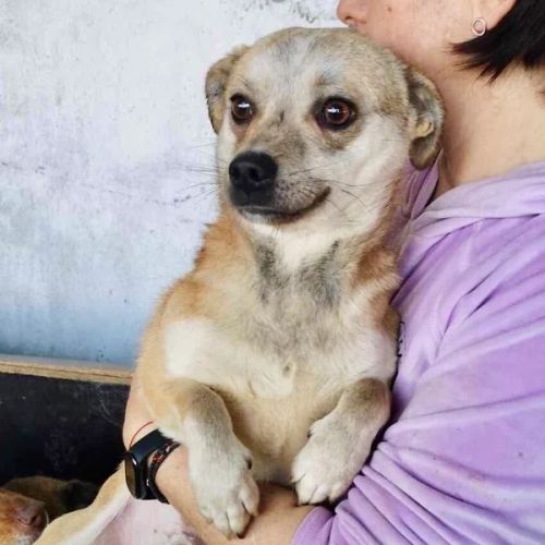 #BE2513001 - Rico - Chien à adopter à Neufchâteau - AnimalWeb Belgique #BE2513001 - Rico - Chien à adopter à Neufchâteau - AnimalWeb Belgique