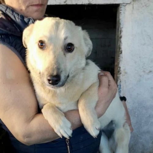 #BE2513003 - Athéna - Chien à adopter à Neufchâteau - AnimalWeb Belgiq #BE2513003 - Athéna - Chien à adopter à Neufchâteau - AnimalWeb Belgiq