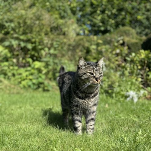 #BE2513004 - Baloo - Chat perdu à Uccle - AnimalWeb Belgique