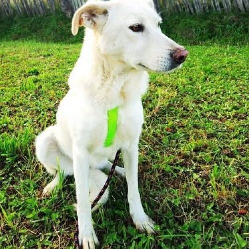 #BE2513007 - Lina - Chien à adopter - AnimalWeb Belgique #BE2513007 - Lina - Chien à adopter - AnimalWeb Belgique