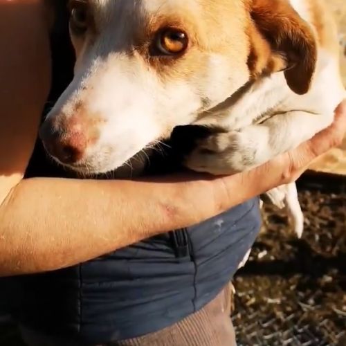 #BE2513008 - Honey - Chien à adopter à Neufchâteau - AnimalWeb Belgiqu #BE2513008 - Honey - Chien à adopter à Neufchâteau - AnimalWeb Belgiqu
