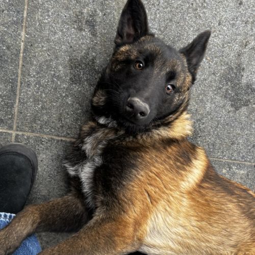 #BE2513009 - Taiko - Chien à adopter à Leval-Trahegnies - AnimalWeb Be