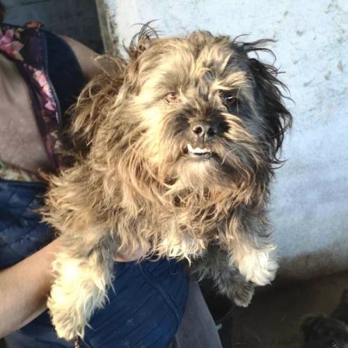 #BE2513011 - Berry - Chien à adopter à Neufchâteau - AnimalWeb Belgiqu #BE2513011 - Berry - Chien à adopter à Neufchâteau - AnimalWeb Belgiqu