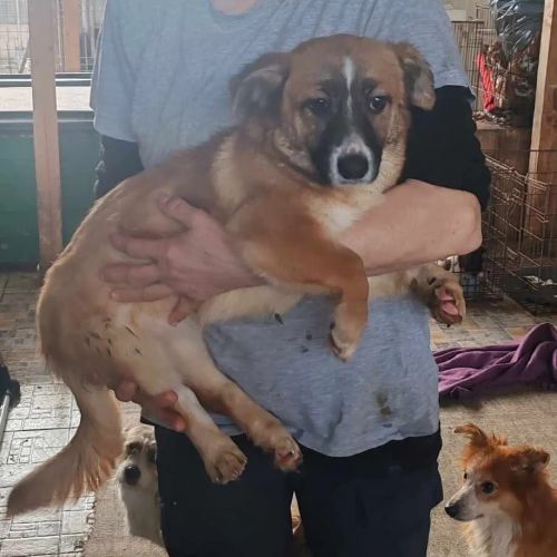 #BE2513019 - Destiny - Chien à adopter à Neufchâteau - AnimalWeb Belgi #BE2513019 - Destiny - Chien à adopter à Neufchâteau - AnimalWeb Belgi